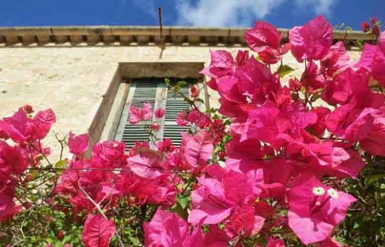 ¿Qué es una casa biológica?